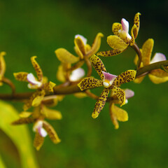 yellow orchid flower