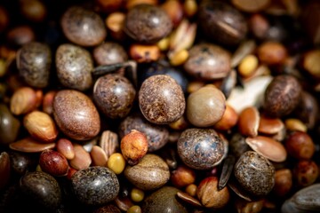 Seeds mixture for siderate cover crops usage