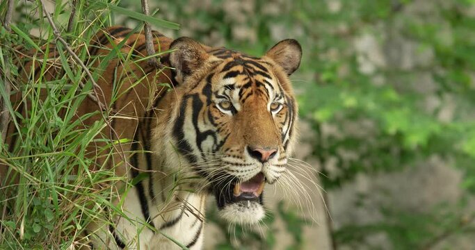Tiger hiding behind a tree, ready to hunt. Indochinese Tiger or Corbett's tiger (Panthera tigris corbetti), High definition shot at 4K video footage.