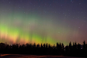 Aurora lights over trees