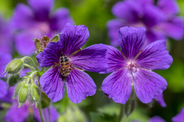 Biene an einer lila Storchschnabel-Blüte (Geranium x magnificum)