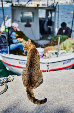 Street cat in Bodrum staring at the fisherman, Bodrum, Turkey, europe