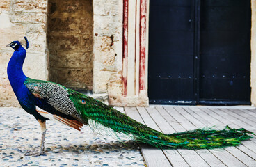 Peacock standing in the window of an ancient castle, Bodrum, Turkey, Europe