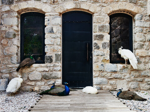 Group of peacocks in front of an ancient castle, Bodrum, Turkey, Europe