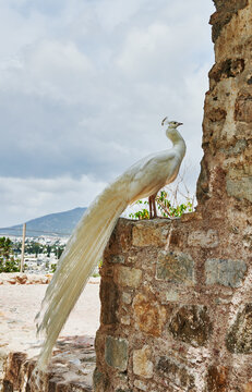 White peacock in Bodrum, Turkey, Europe
