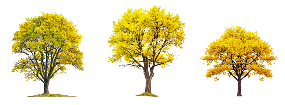 set of yellow trees collection isolated transparent or white background, 3d rendering