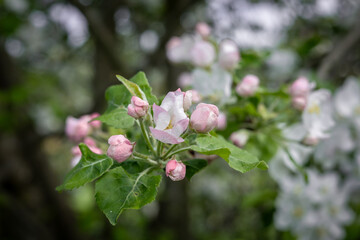 Beautiful white and pink flowers of apple tree (Malus domestica) blooming in springtime. 