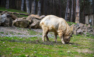 Takin is grazing on green grass in the forest.