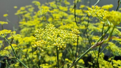 Yellow and green fennel plant