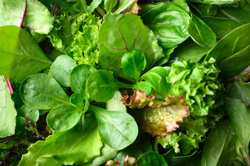 Mix of fresh juicy raw salad greens close up. Lettuce, escalora, spinach, frisee, ramen, radicchio,...