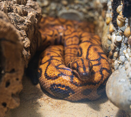 Detail of head of large orange Rainbow boa snake.