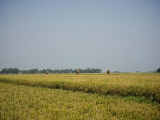 Golden paddy field is captured with the clear sky.