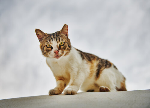Stray cat on Patmos Island, Greece, Europe
