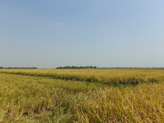 Golden paddy field is captured with the clear sky.