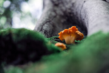 Golden chanterelle mushrooms among the green moss near old beech tree in a summer forest