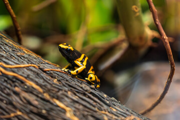Yellow-banded poison dart frog sits on tree trunk.