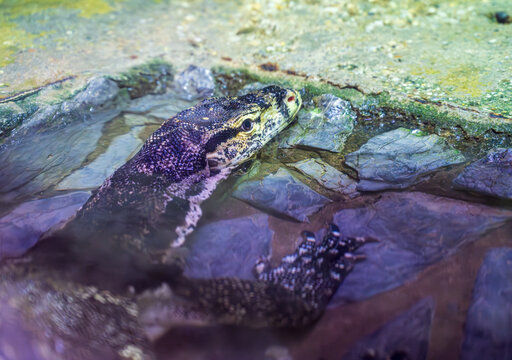 Detail of the Asian water monitor lizard lying in the water.