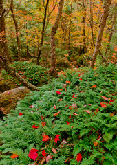 Obraz premium Fern Covered Rocks in Fall Forest