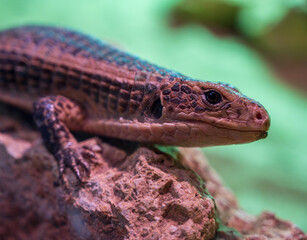 Detail of the Sudan plated lizard.
