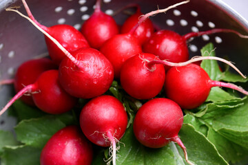 Fresh farm organic garden red radish in a steel colander close up