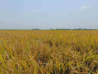 Golden paddy field is captured with the clear sky.