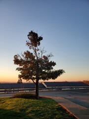 tree at sunset