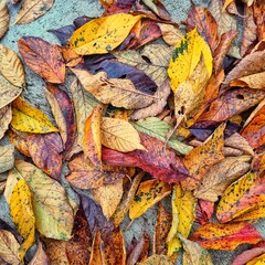 Colorful sakura leaves in autumn. Texture of dry leaves