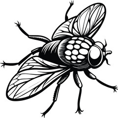 A fly craw linocut. Hand drawn sketch of fly. Retro realistic animal isolated. Vintage style. Doodle