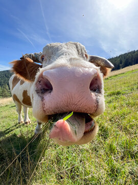 Close up of a cow in front of the camera