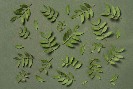 Fresh green leaves and branches scattered on green studio background