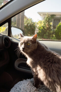 Car Ride with Gray Cat 