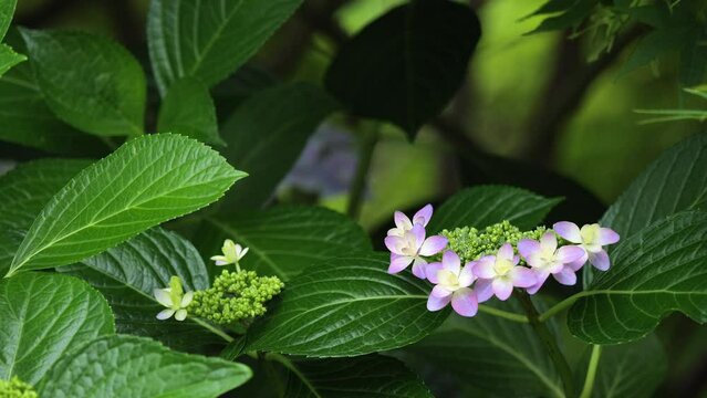 森の小径に咲くアジサイの花