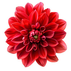 Red Dahlia, transparent background, isolated image, generative AI