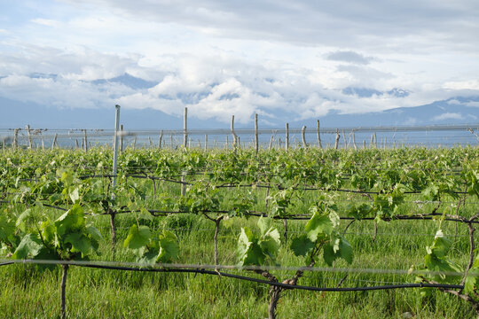 Verdant Vineyard Against Cloudy Sky