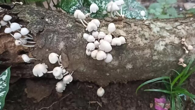 Shaggy parasol (Chlorophyllum rhacodes). This mushroom is popularly praised as an edible mushroom. 