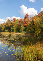 autumn color in Island Lake Park