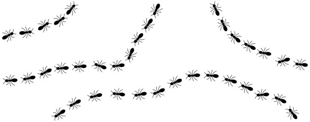 Black ants line 2 on a white background, vector illustration.