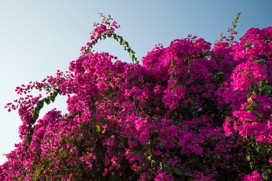 In Bloom