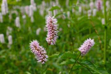 Wiesenknöterich (Polygonum bistorta, Bistorta officinalis) begegnet auf der Schwäbischen Alb