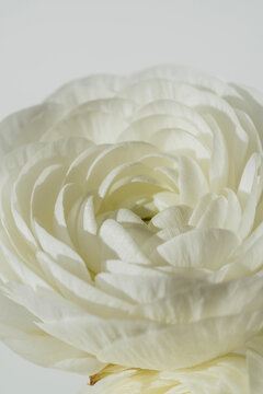 White flower