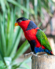 Multicolor lorikeet parrot at the Biblical Zoo in Jerusalem in Israel