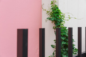 Green vines and pink wall visible between black fence.