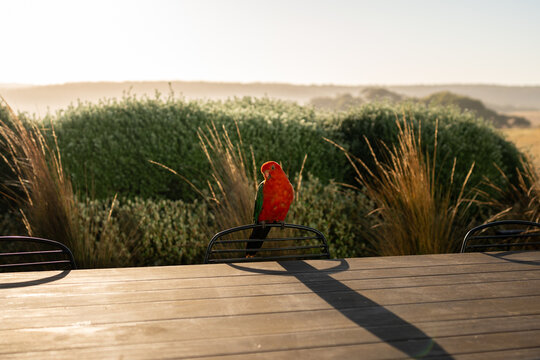 A male Australian king parrot on a chair