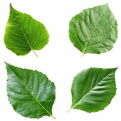 Fototapeta premium Four vibrant green leaves from a tree isolated on a clean white background