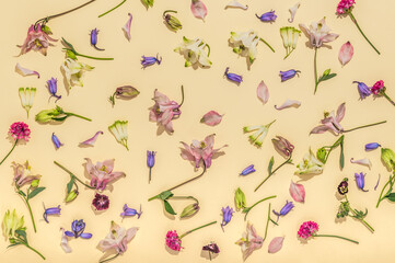 Floral bright background. Flowers of aquilegia, armeria, bells lie asymmetrically on a warm pastel background.