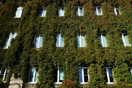 Impressive Building Adorned With Vines and Windows