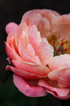 beautiful ombre petals of a coral charm peony