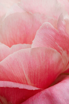 macro image of pink peony petal layers