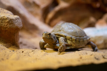 Sukata Turtle, Land turtle on the ground in the zoo.