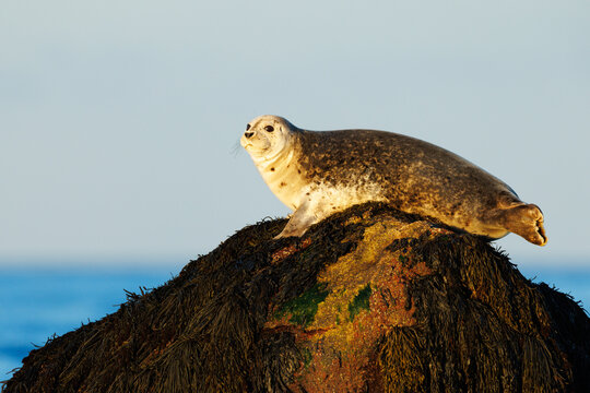 Harbor Seal